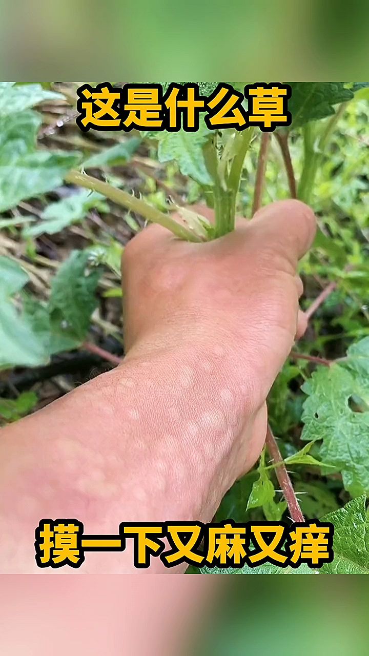 什么是麻豆病毒什么是麻豆，定义与定义下的魅力-第3张图片