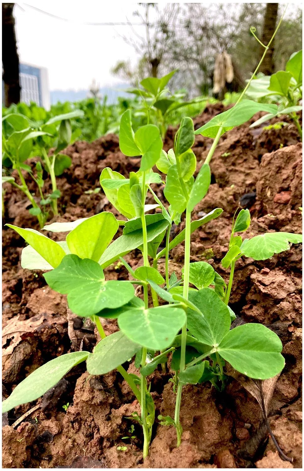 豌豆直播一逗要在一起下载豌豆直播，播种新时代的革命-第2张图片