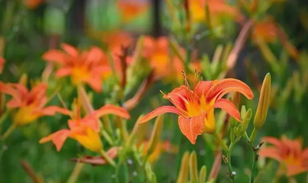 忘忧草www在线直播忘忧草WWW在线，心灵之花