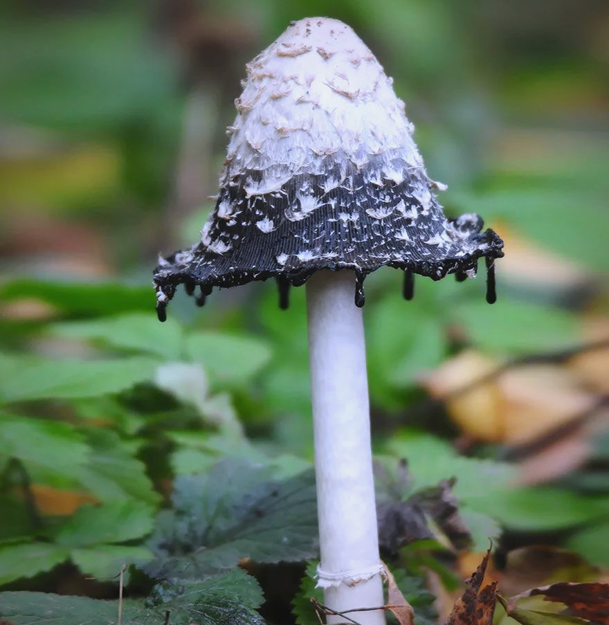蘑菇视频蘑菇视频，探索多彩的世界