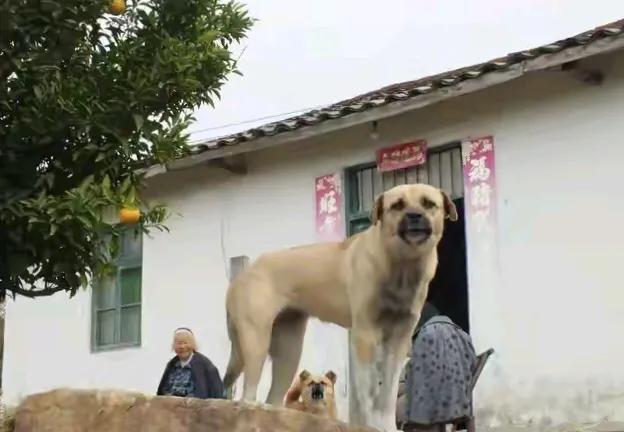 杀熊者欧兹那克欧兹那克的杀熊传奇-第3张图片