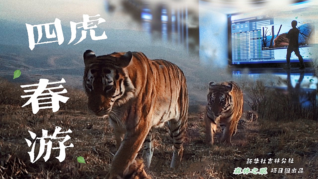 四虎在现观、看4虎在线永免费最新版