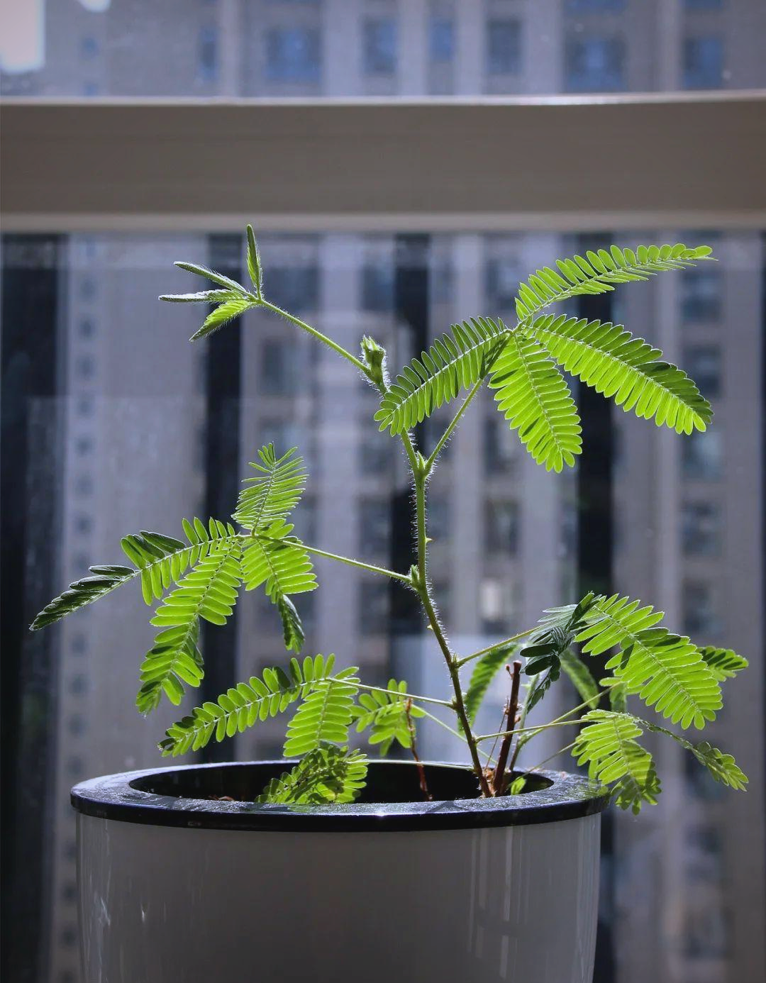 含羞草完整视频在线播放免费观看含羞草完整视频在线播放免费-第3张图片