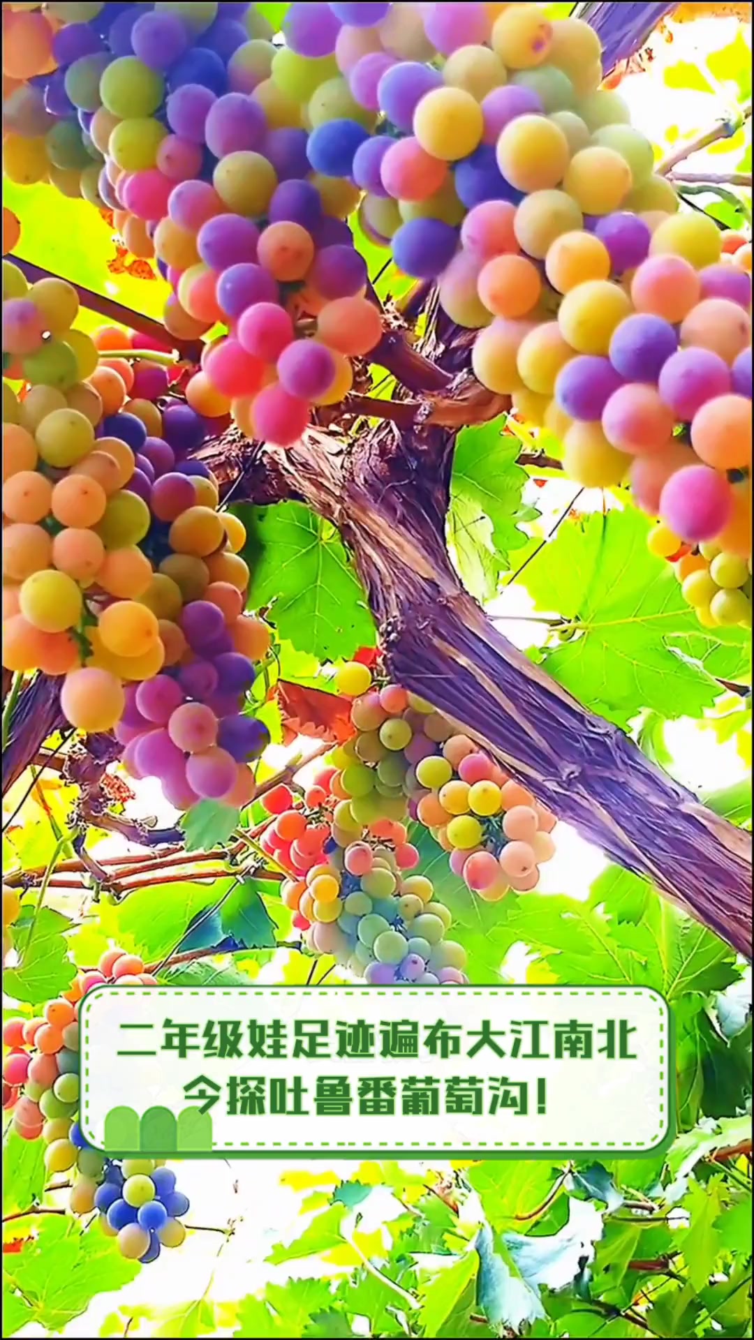 新疆葡萄沟，葡萄之乡的美景与风情-第2张图片