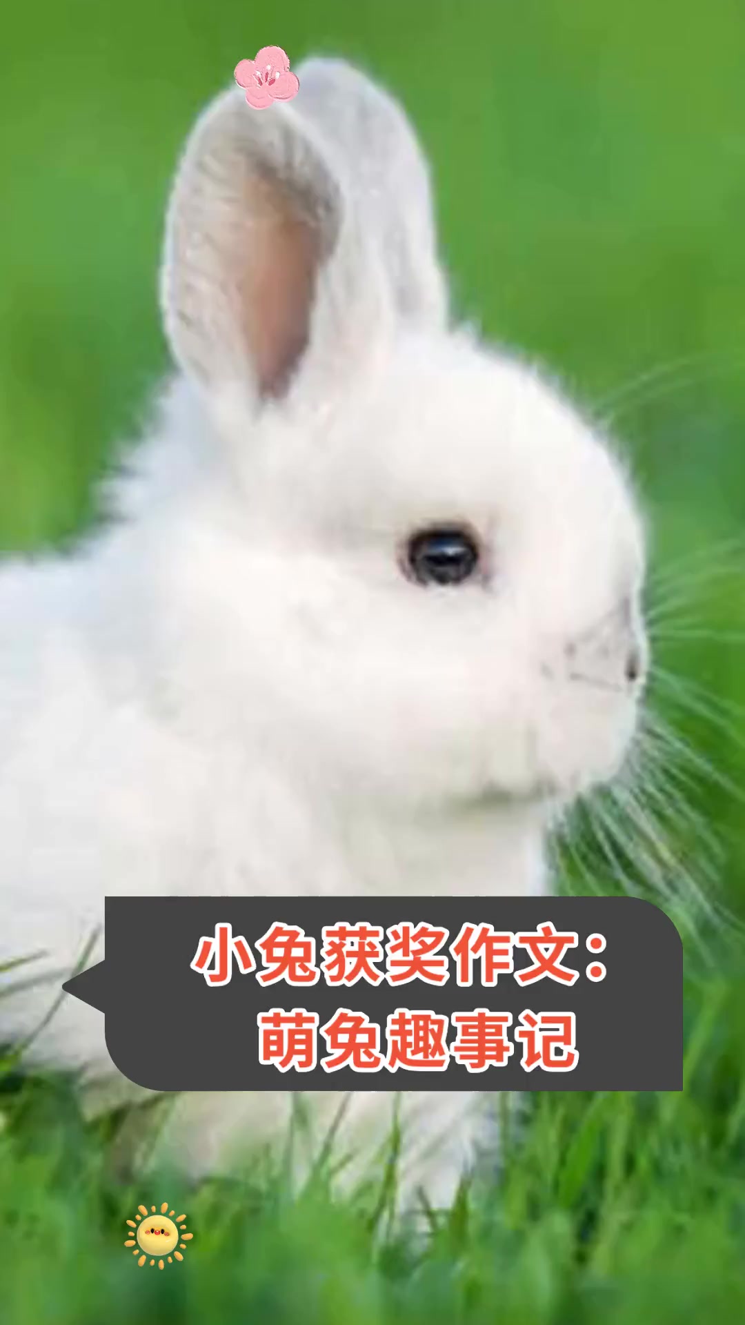从后面摸你胸前的小兔兔作文从后面摸你胸前的小兔兔-第2张图片