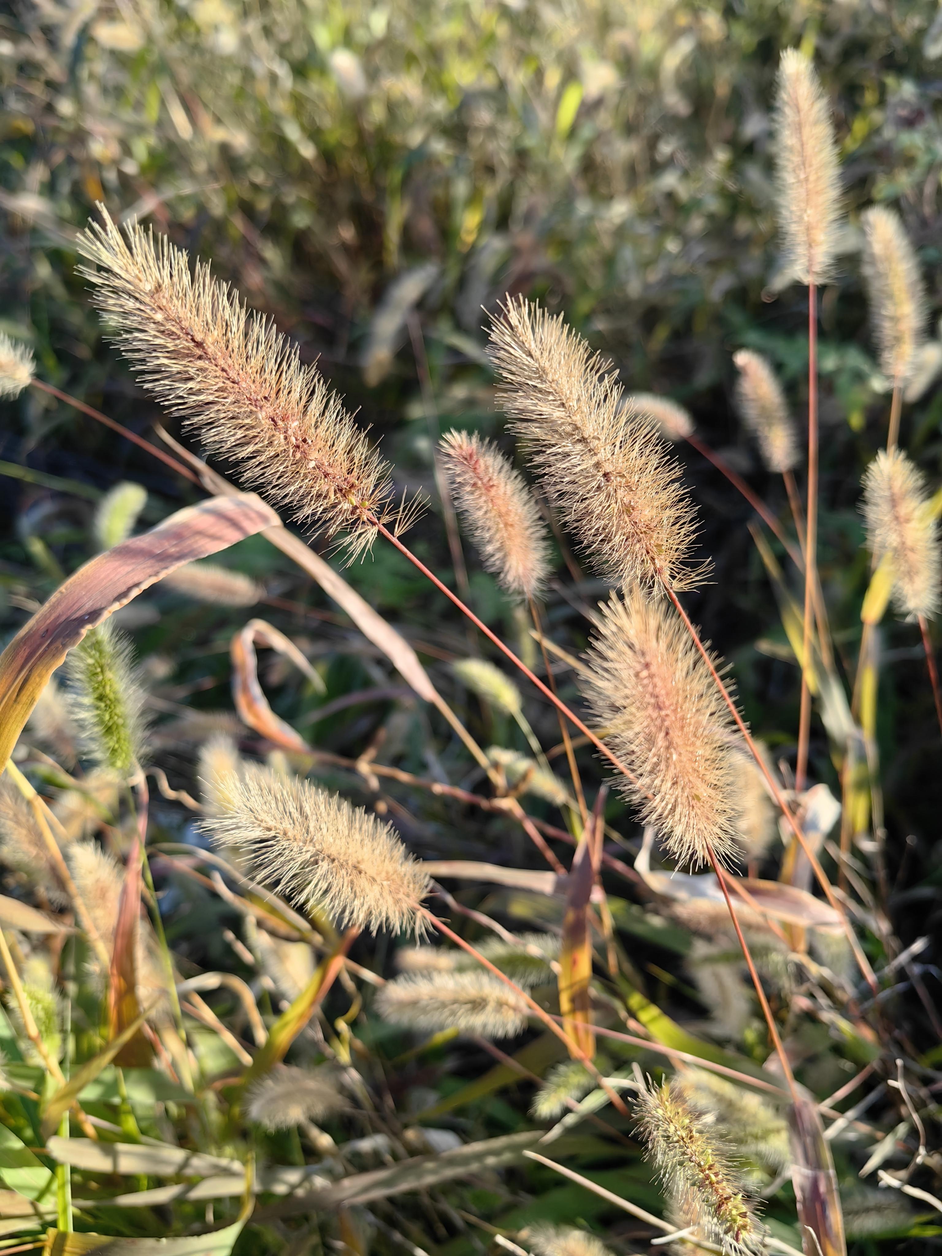 野草播放视频-第3张图片
