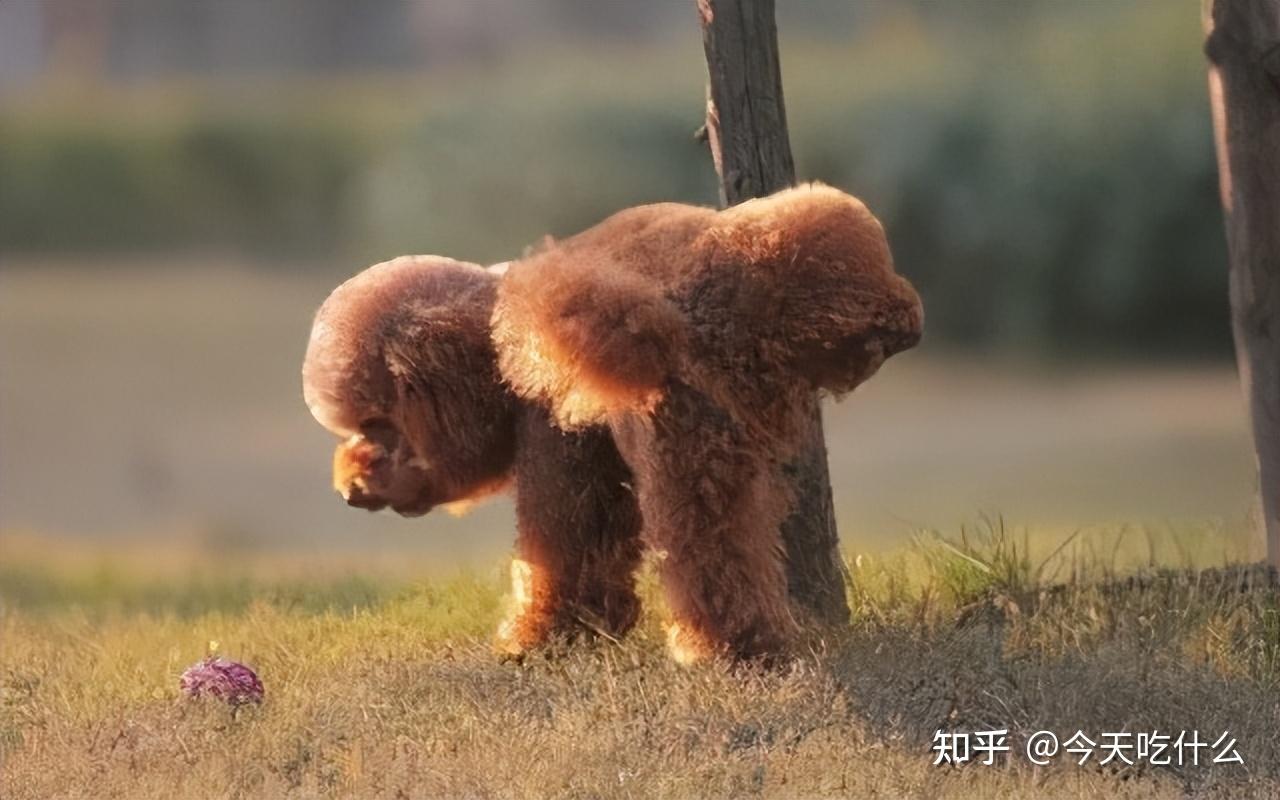撒尿与毛发的神秘世界