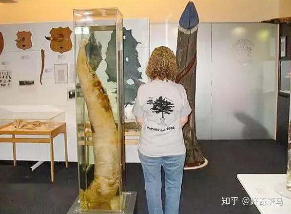 羞羞的信息是什么意思?羞羞的信息-第3张图片