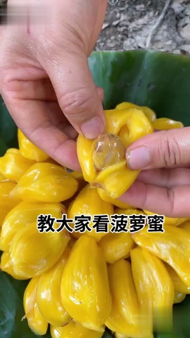 菠萝菠萝蜜高清视频免费看
