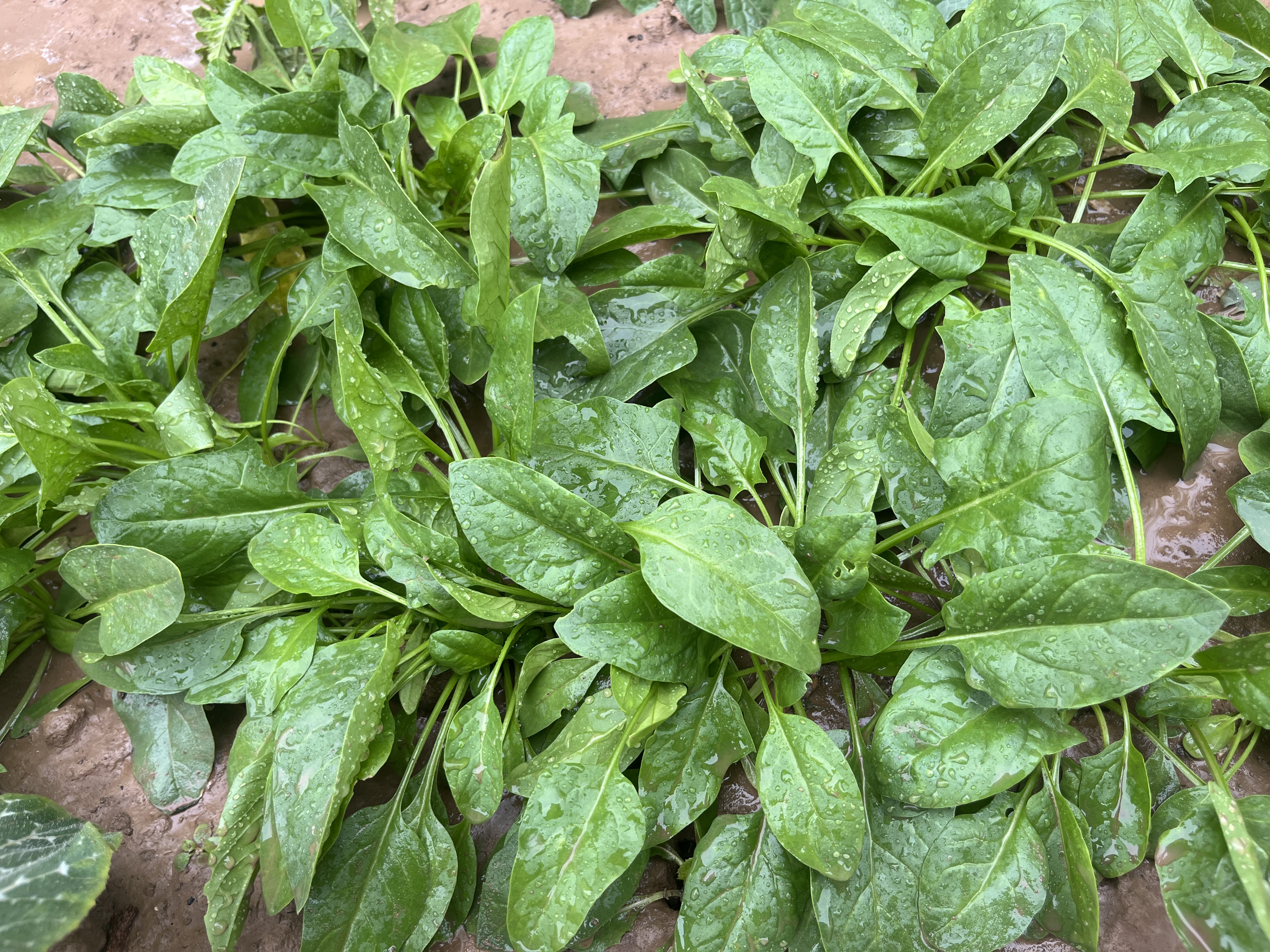 菠菜网haobc菠菜网HAOBC，引领绿色生活的新篇章