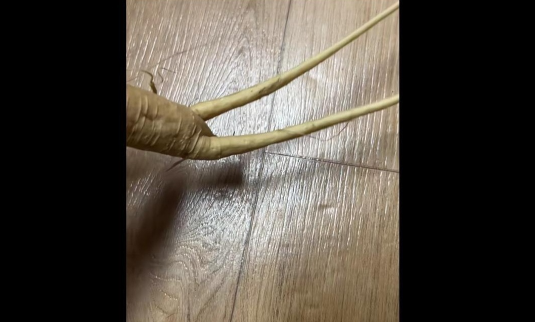 学长不可以上课呢拔出去
