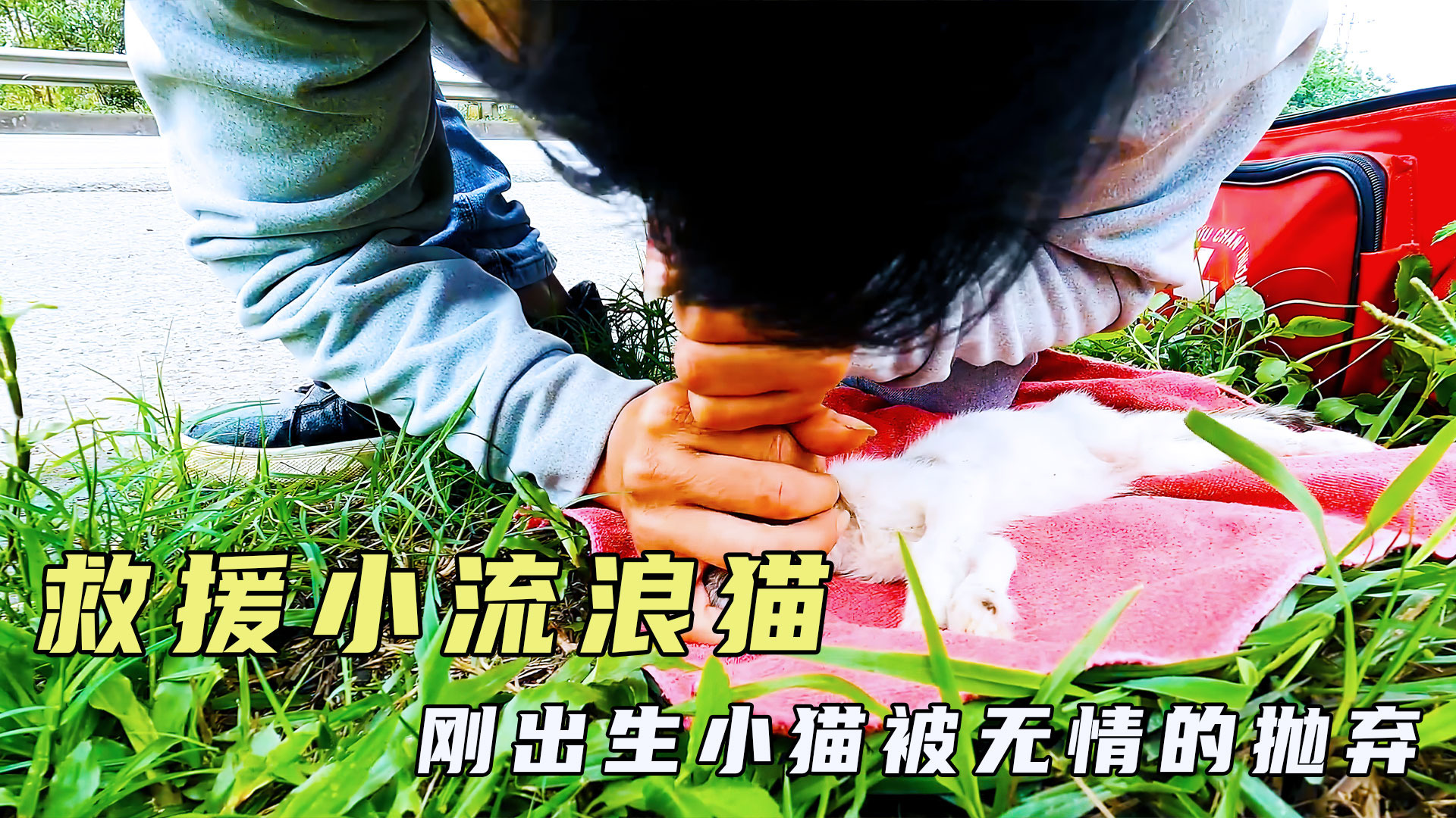 猫咪视频app怎么显示有病毒猫咪视频APP，探索便捷的视觉盛宴