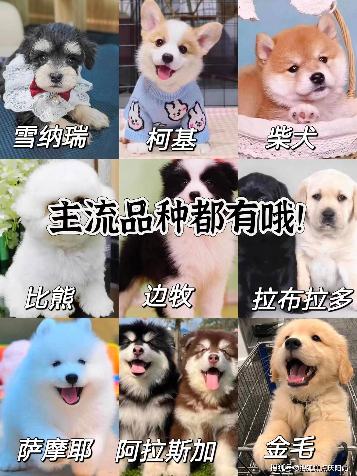 宠物论坛最大的宠物交流平台宠物论坛，宠物爱好者的交流平台-第2张图片