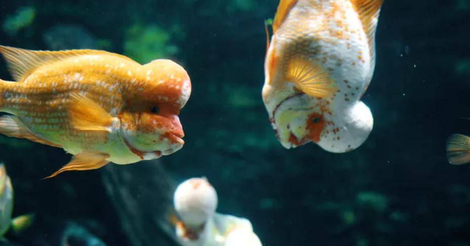 怪怪水族箱中文版-第1张图片
