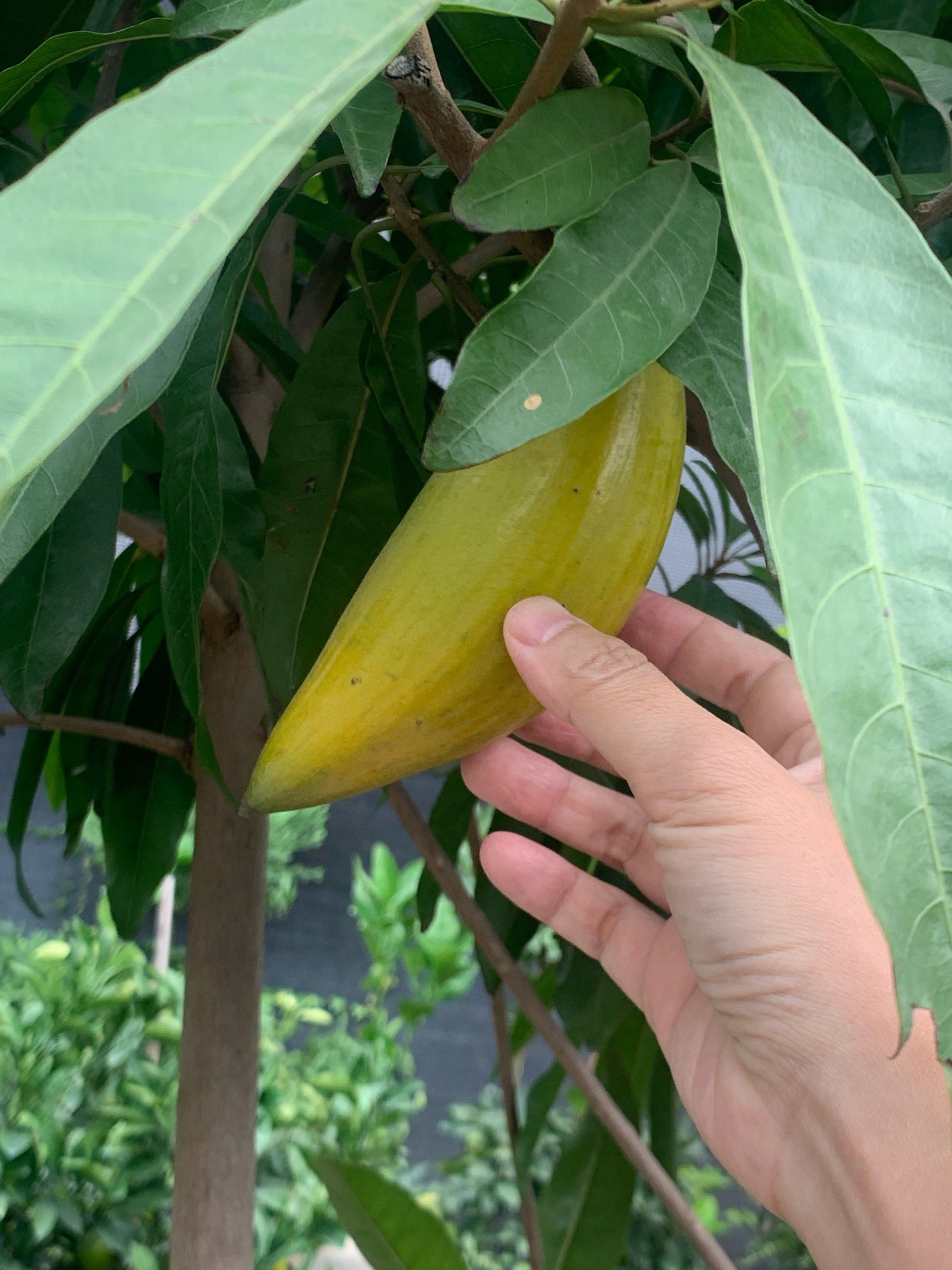 A一特级欧美毛片香蕉A特级欧美毛片香蕉，探索性文化交流的魅力
