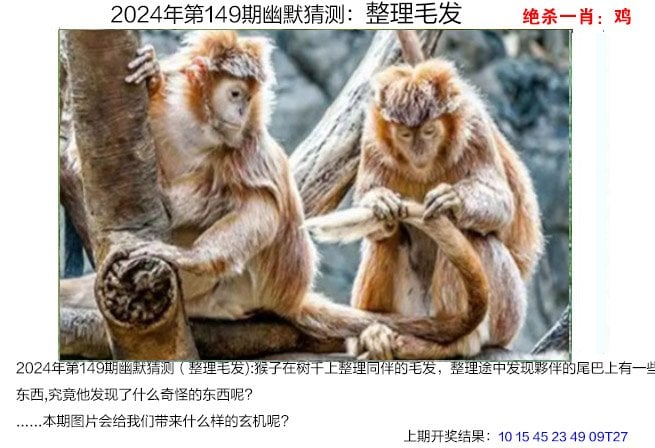 白小姐三肖三码期期准免费准一，揭秘精准预测的神秘力量