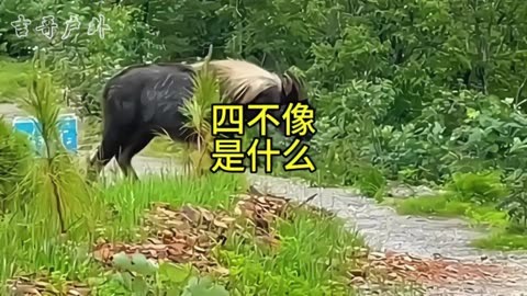 今晚买四不像 必中今晚买四不像必中