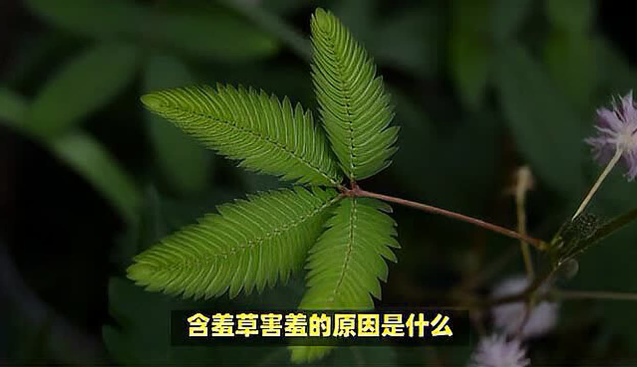 含羞草高清视频在线观看-第2张图片