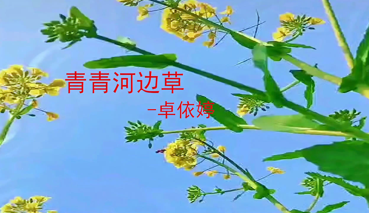 青青河边草免费观看完整版高清青青之韵