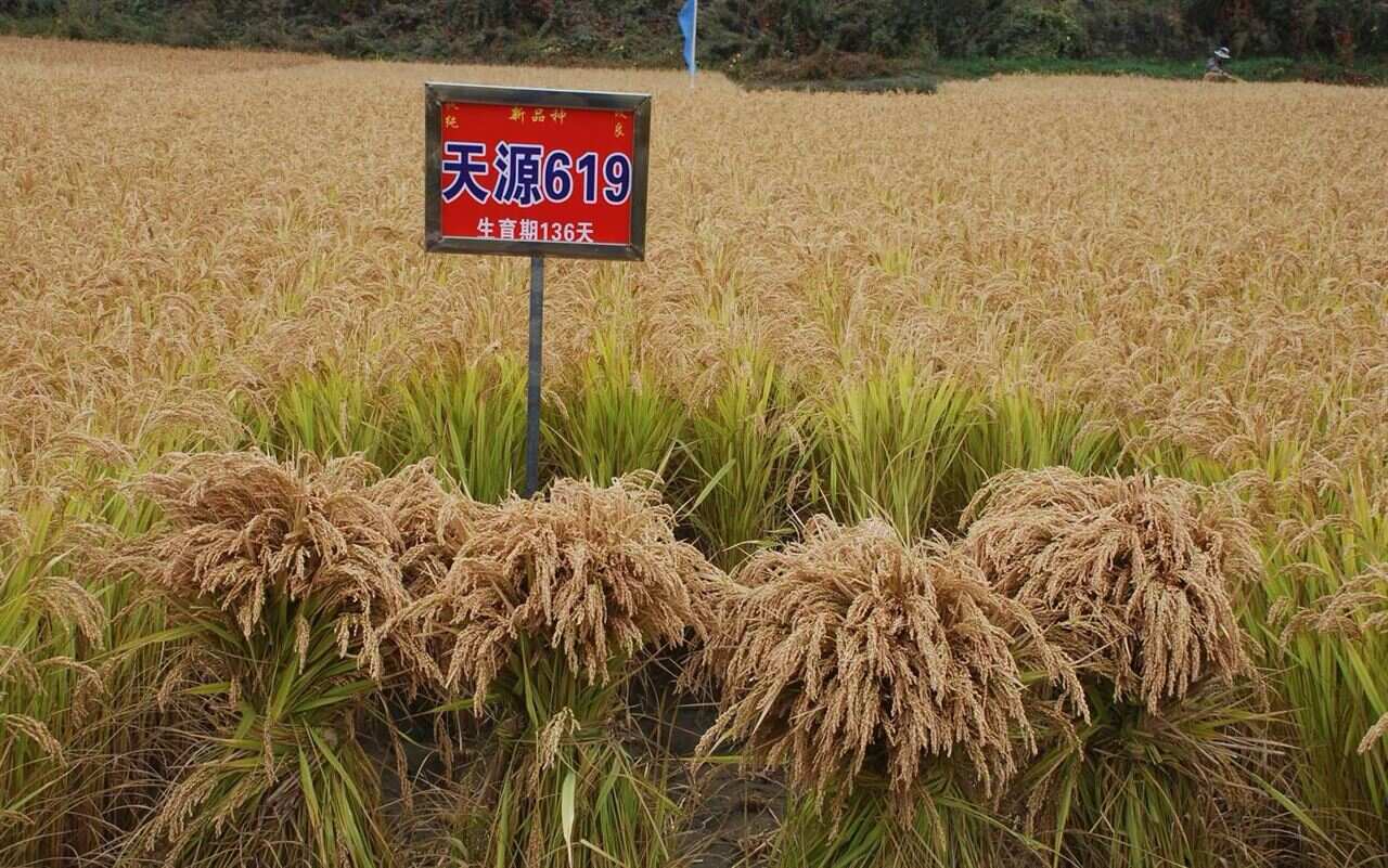 003期吉利平码平肖心论坛吉利平肖平码论坛，探索数字技术与行业交流的新平台-第2张图片