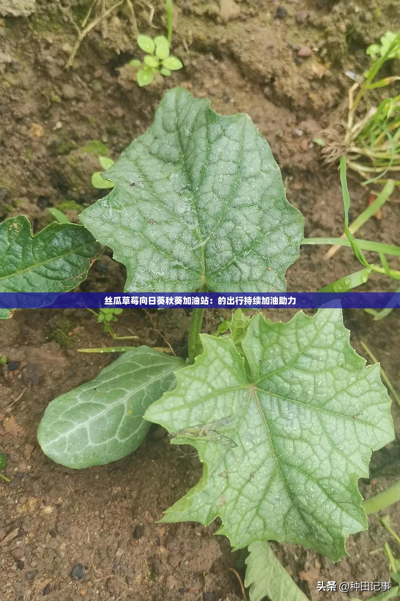 草莓樱桃丝瓜秋葵榴莲黄瓜葫芦娃草莓樱桃丝瓜秋葵榴莲——美食之旅-第2张图片