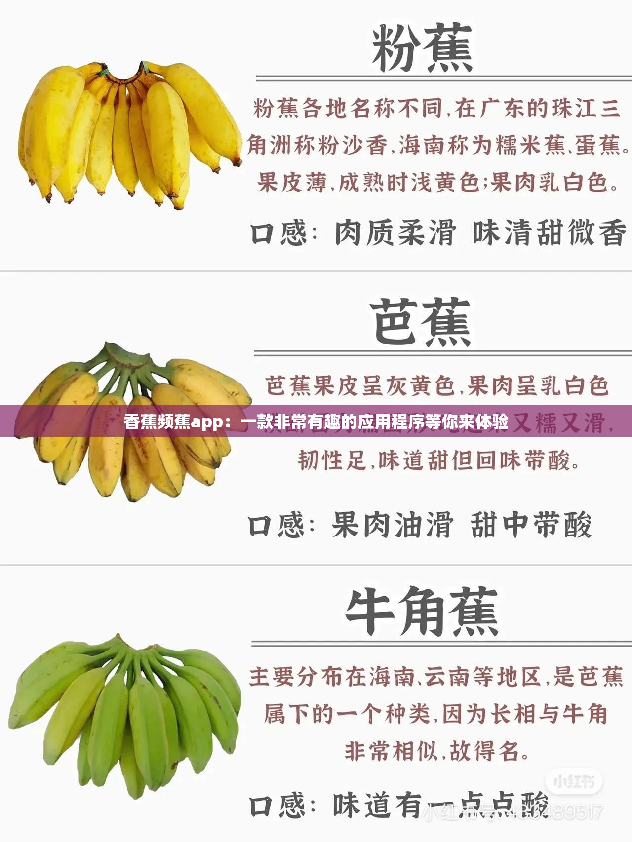 香蕉视频网站入口香蕉视频网站入口介绍-第2张图片