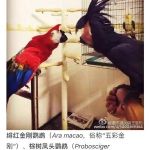 关于Cao榴2018最新地址的探索