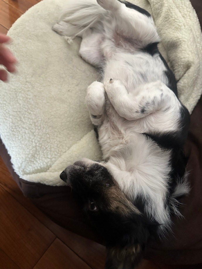 狗狗干了我一小时就死了狗狗干了我一小时