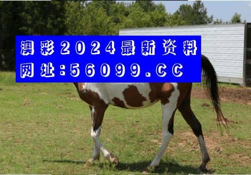 澳门四不像论坛www961212澳门四不像论坛，探索多元文化与交流平台-第1张图片