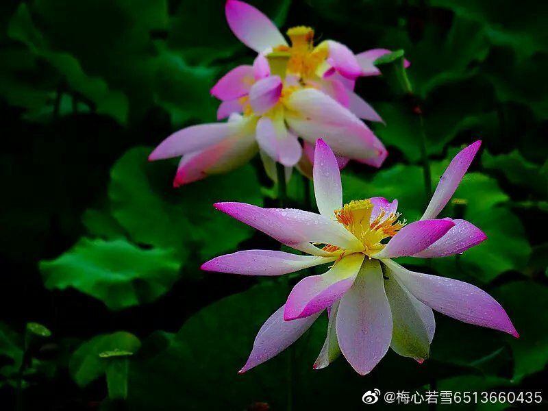 x吧有你春暖花开免费x吧有你春暖花开