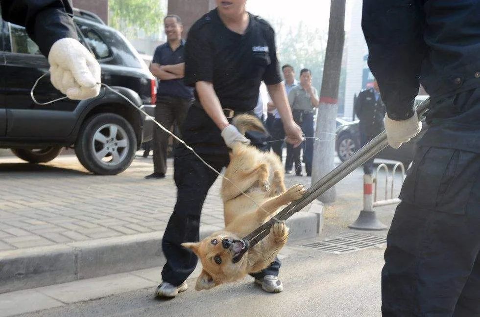 欧美人与交狗配图片，文化冲突与禁忌