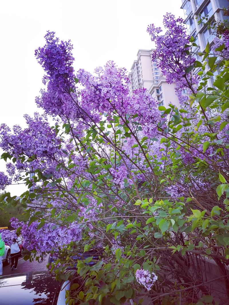 丁香五月香婷婷五月 五月丁香花盛开：探索丁香花的美丽与五月的温馨气息