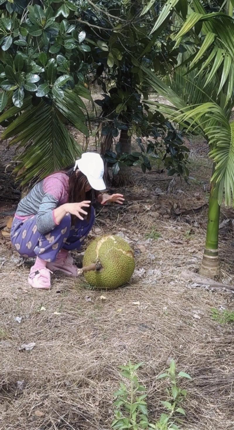 菠萝菠萝蜜视频在线观看时间 菠萝菠萝蜜视频在线观看时长解析：合法合规获取与网络影响因素