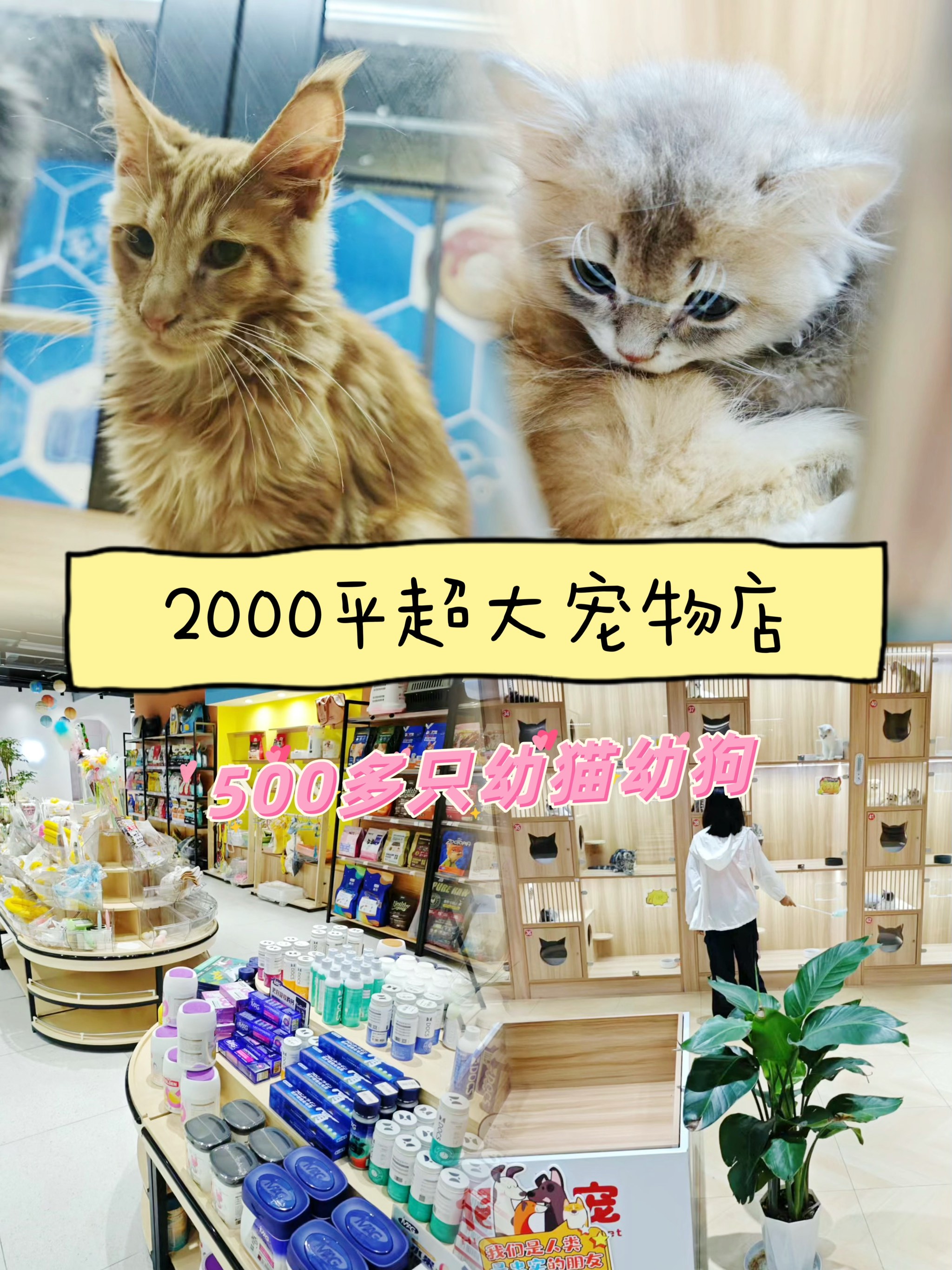 一色狗网，引领宠物交流与信息分享的新平台-第2张图片
