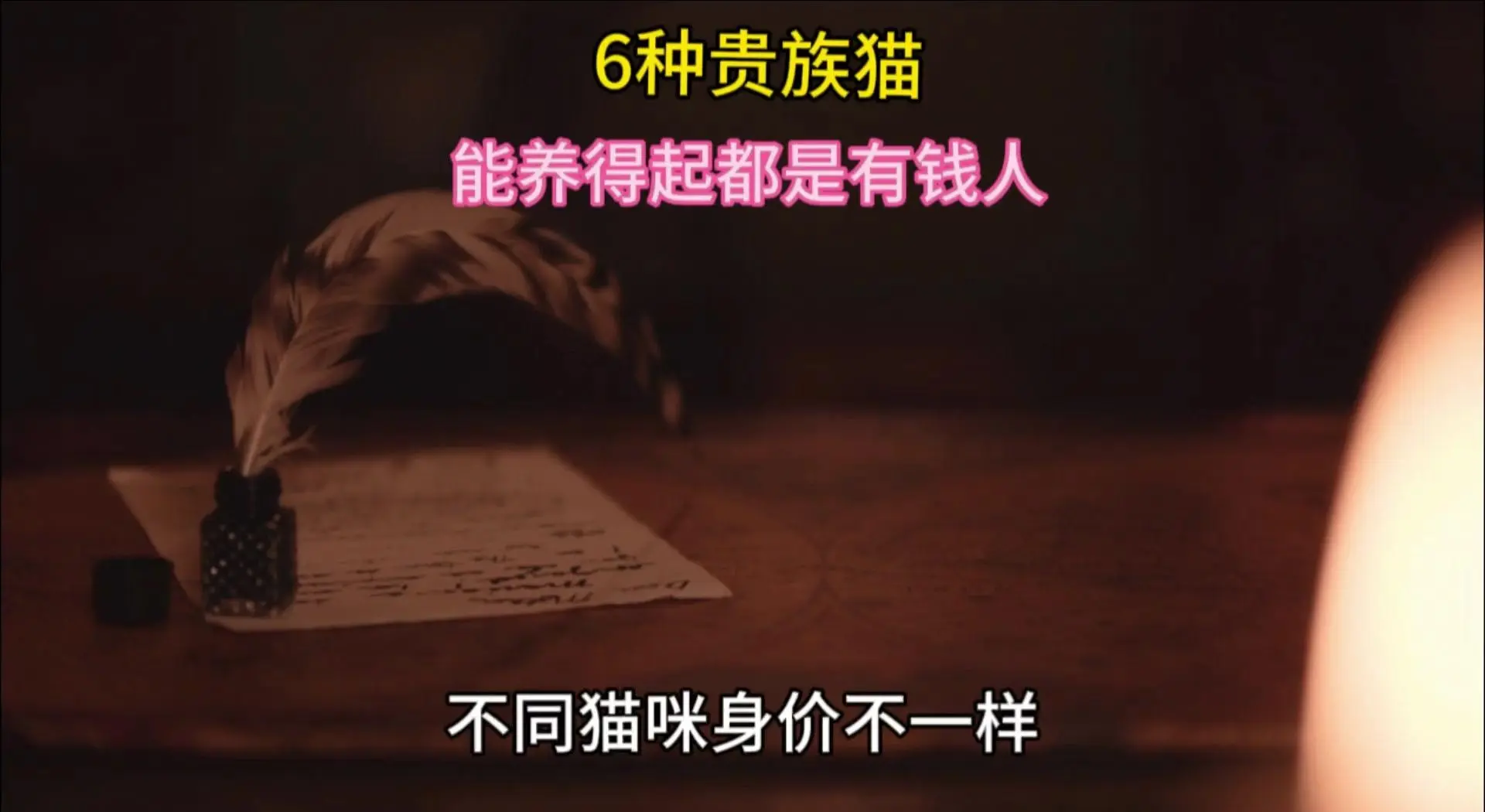 猫咪有约论坛 斑本波猫咪有约论坛，探索猫咪世界的神秘角落-第3张图片