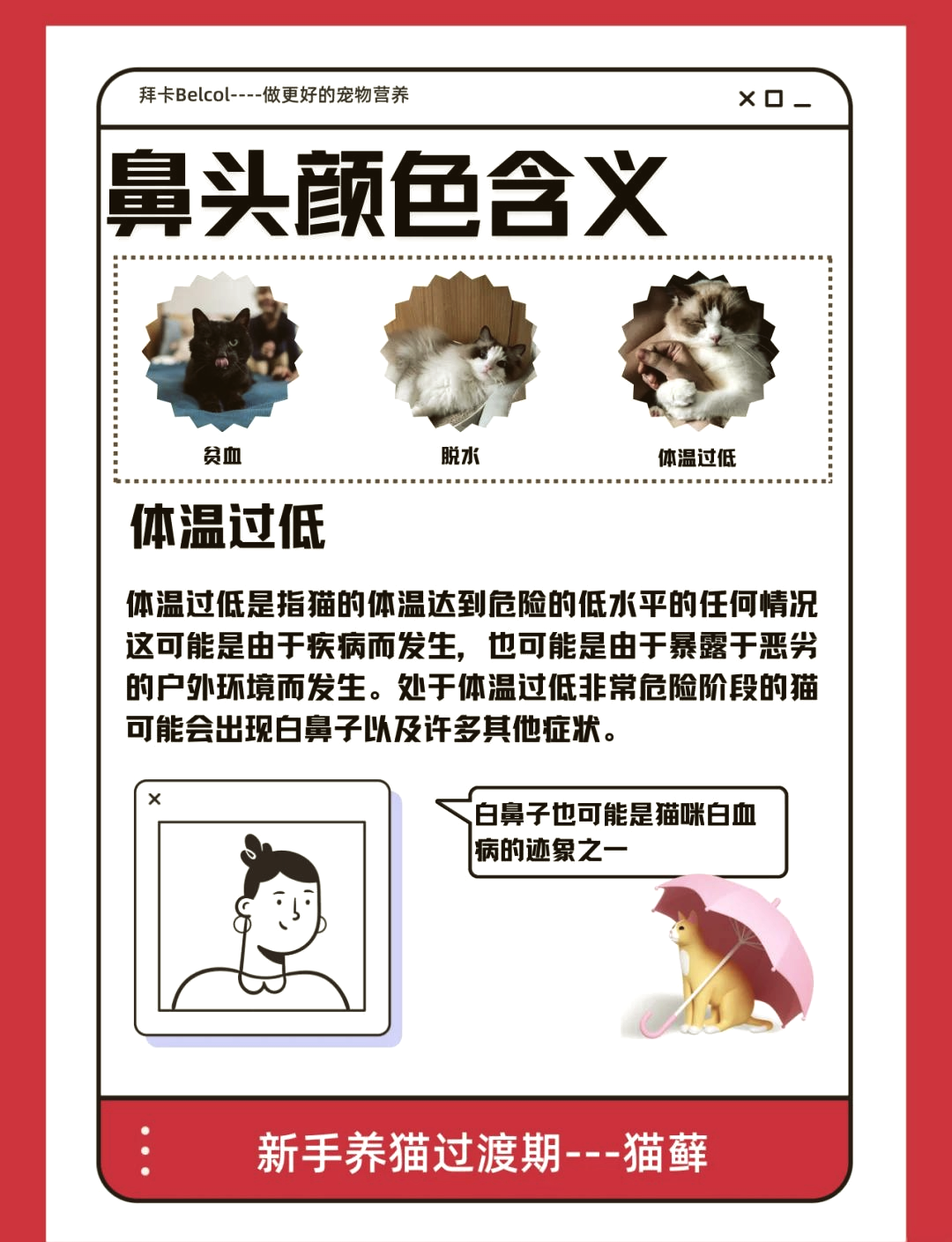 猫咪有约论坛 斑本波猫咪有约论坛，探索猫咪世界的神秘角落-第1张图片