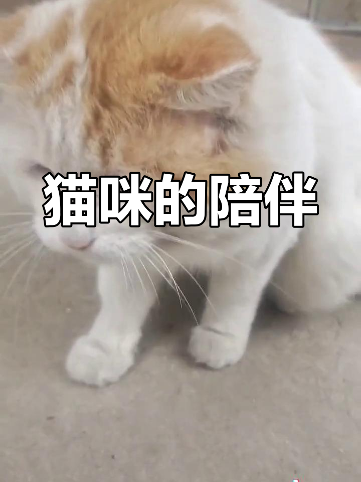 猫咪有约论坛 斑本波猫咪有约论坛，探索猫咪世界的神秘角落-第2张图片