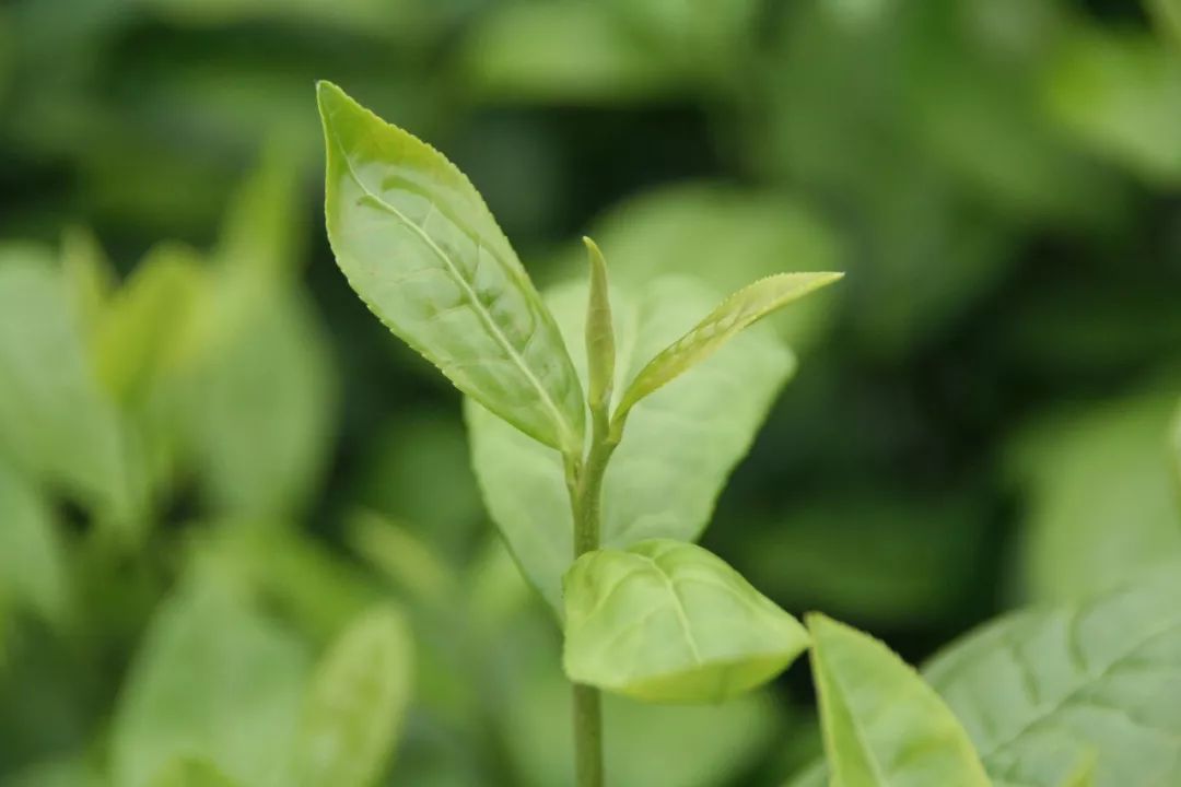 鲸享橙，绿色科技新体验-第2张图片