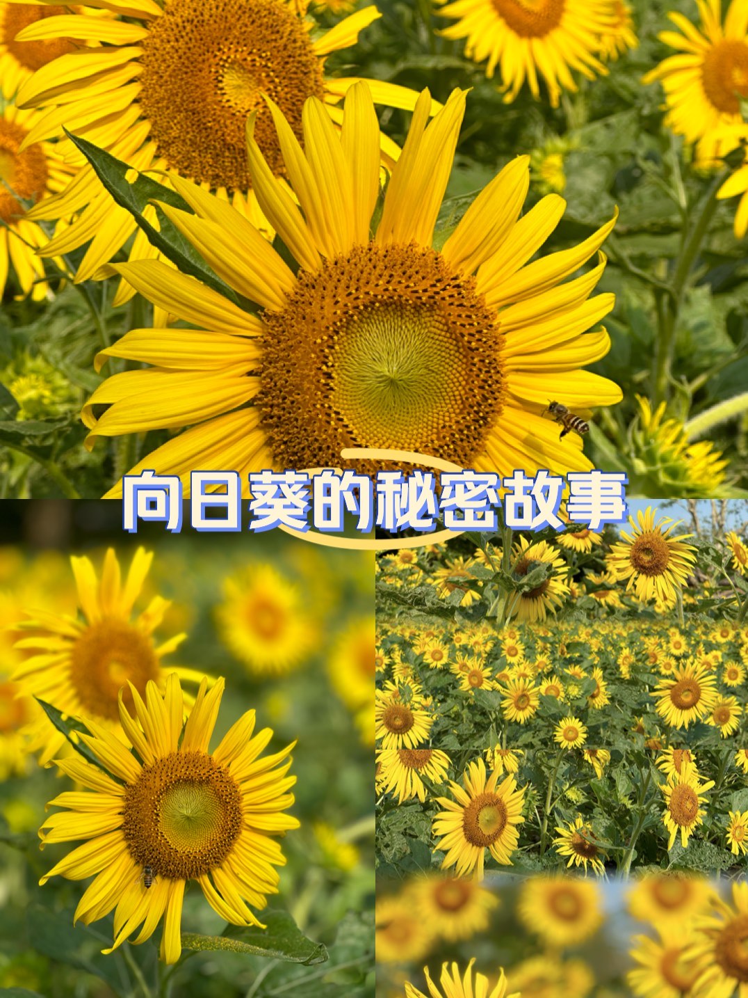 向日葵APP网站地址进入在线观看功放机-第1张图片