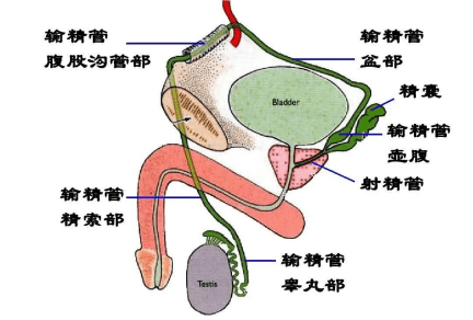 光脚踩男生睾丸的体验感受
