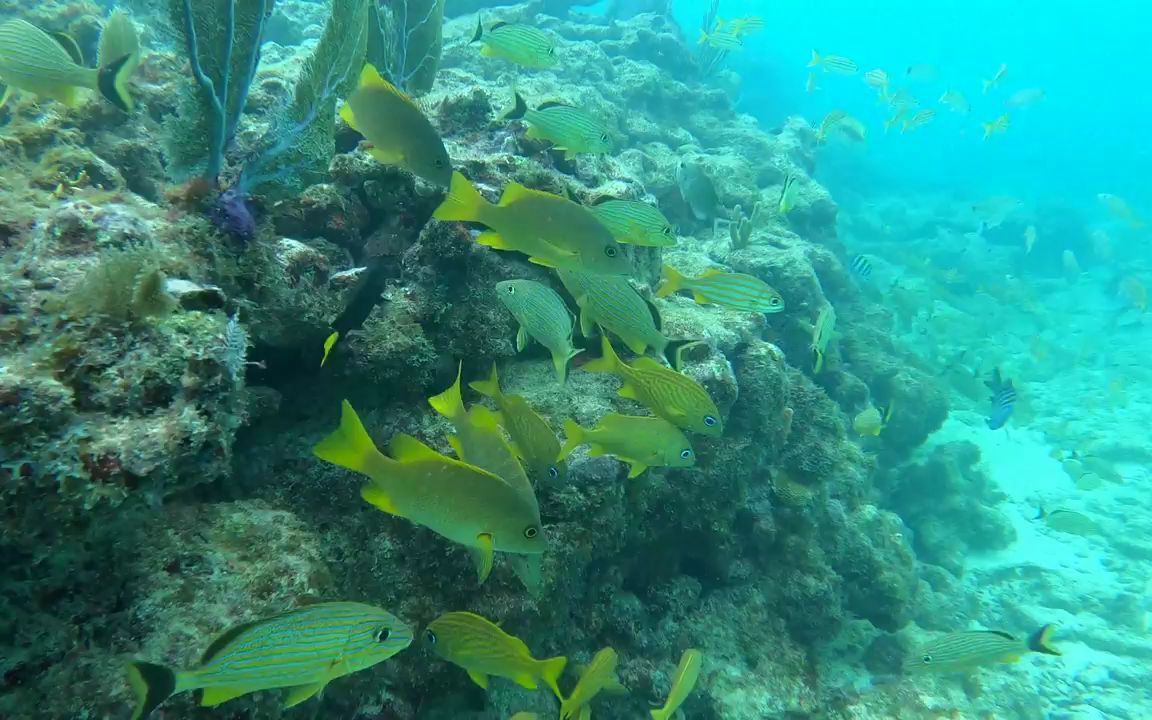 梦幻珊瑚海梦幻珊瑚海，海洋的奇幻世界-第2张图片