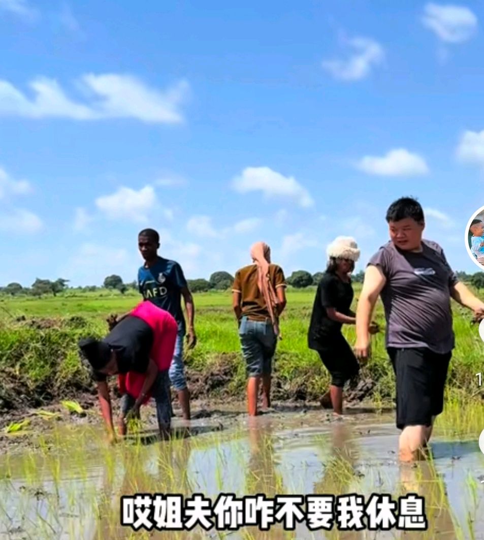 姐妹们你们会喜欢早插秧吗姐妹们，你们会喜欢早插秧吗？