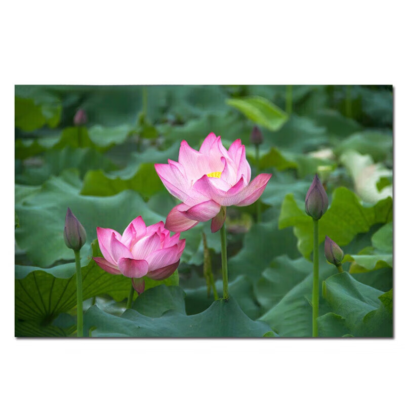 莲花盘坐整根吸入H莲花盘坐整根吸入