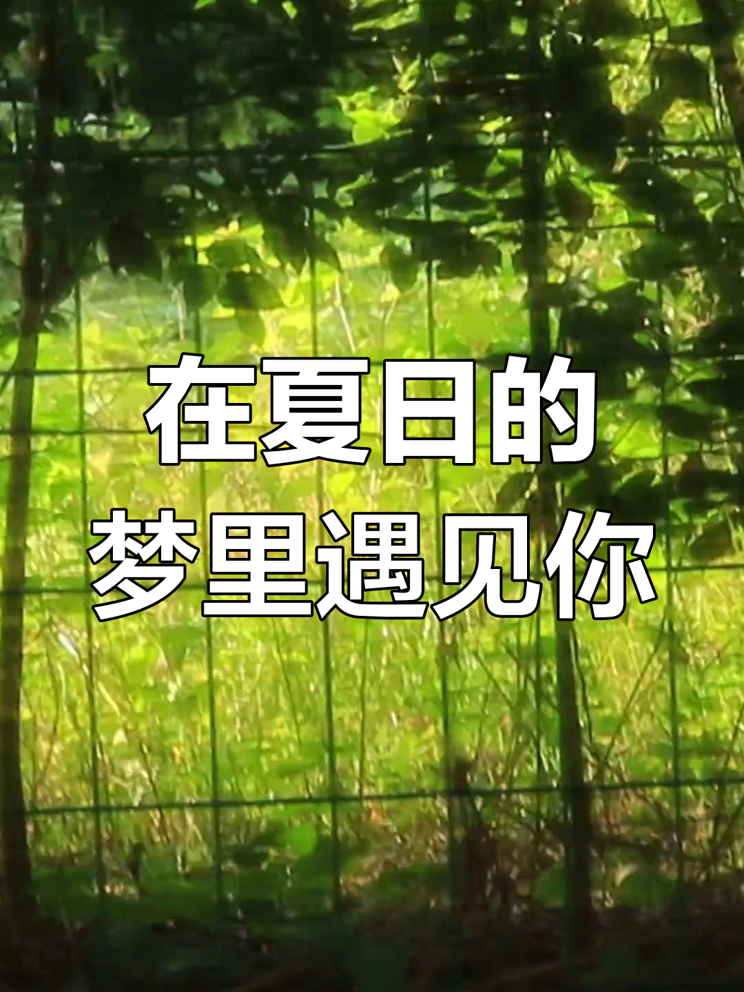 梦境中的邂逅