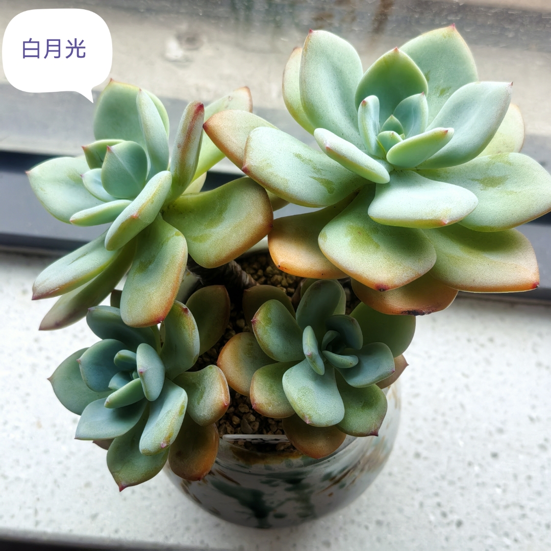 古文多肉1对n非清水绿古文多肉1对N非清水