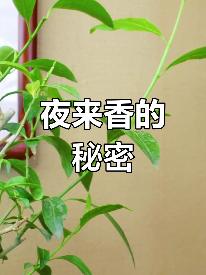 夜来香视频免费观看高清版下载夜来香视频免费观看高清版
