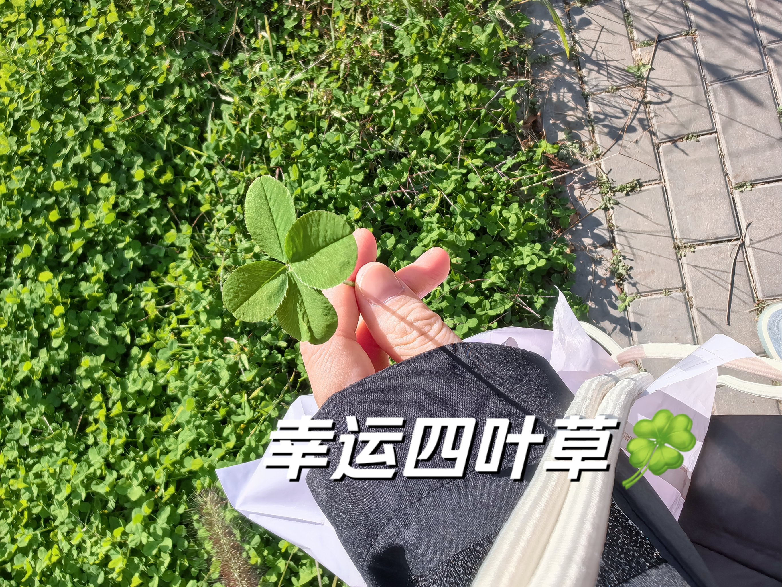 四叶草欧洲和国产区别成人四叶草在欧洲与国产之间的区别