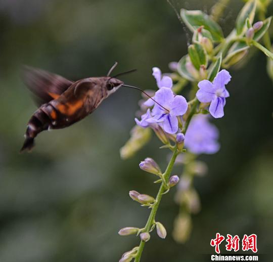 广东鹰坛网站广东鹰坛，传统与现代的交汇之地-第2张图片