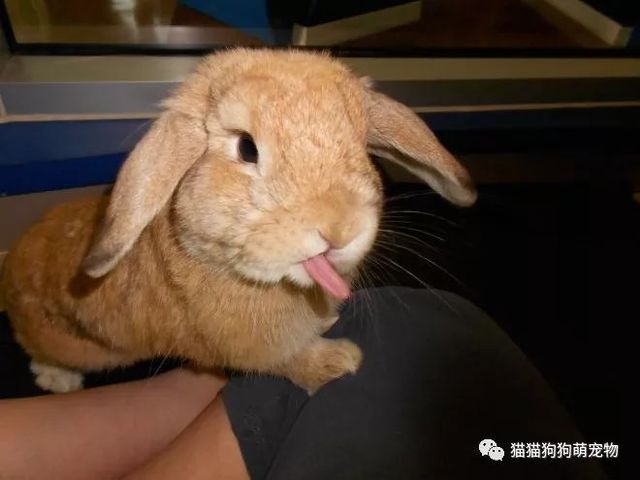 我的兔子好软水好多H15在线观看我的兔子好软绵绵