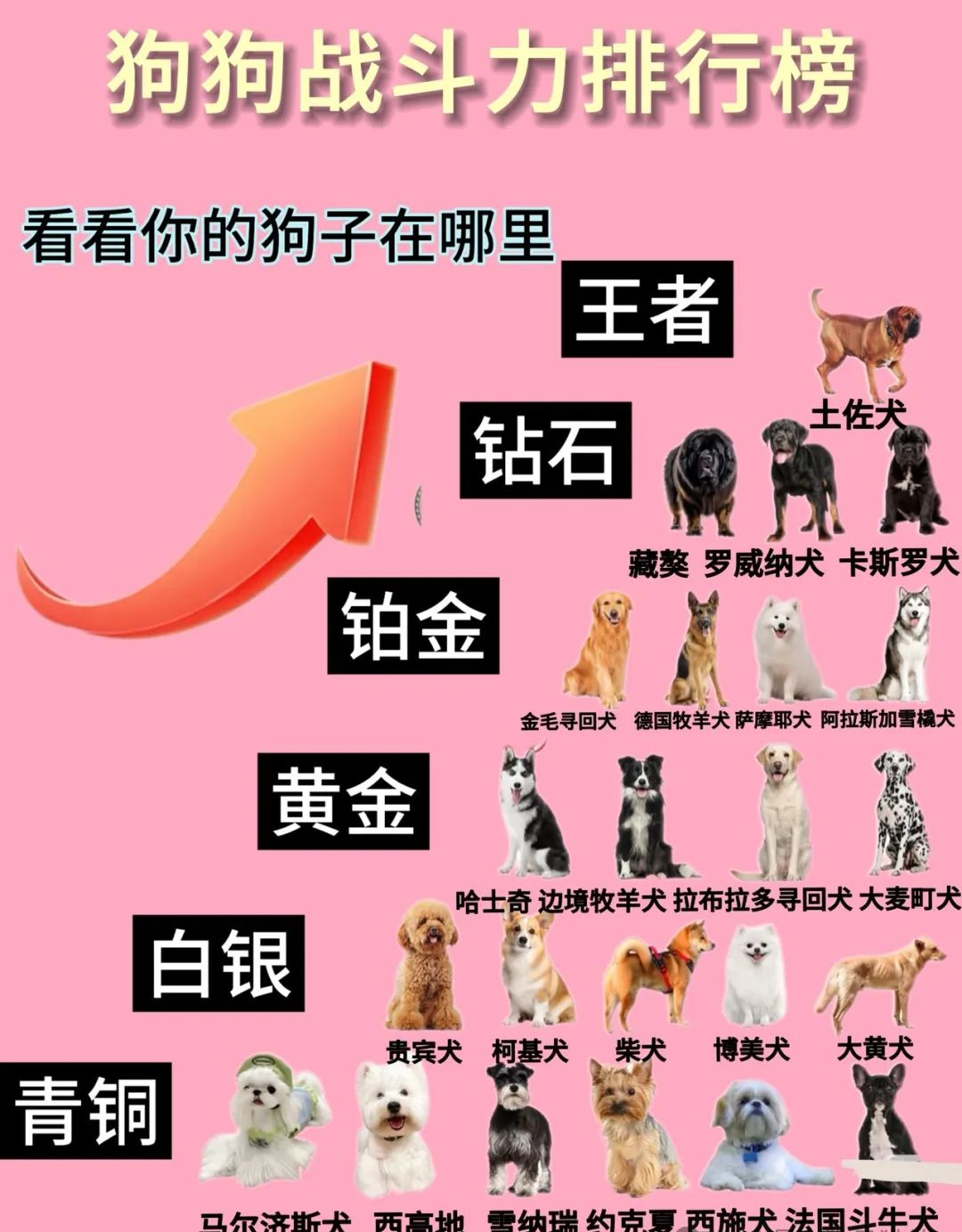 狗狗的东西比老公的大狗狗的东西比老公的大